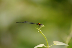 Prodasineura croconota