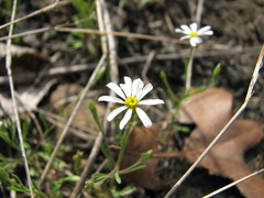 Chaetopappa asteroides