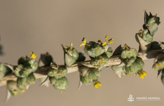 Cornulaca monacantha