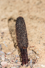 Cynomorium coccineum