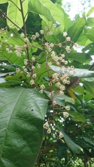 Sterculia monosperma