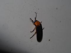 Abscondita cerata