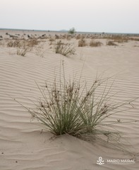 Cyperus conglomeratus