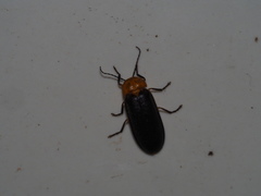 Abscondita cerata