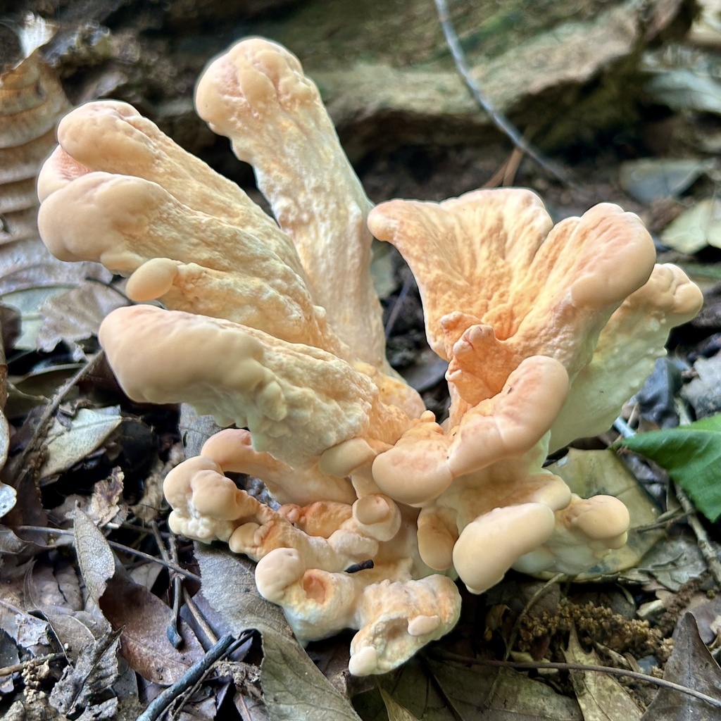 White-pored Chicken of the Woods · July 2026 · photo: Photo: (c) martin_livezey, some rights reserved (CC BY) · iNaturalist