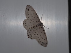 Xenoplia trivialis