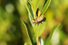 Trachylestes aspericollis