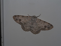 Lassaba parvalbidaria