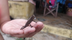 Rieppeleon kerstenii