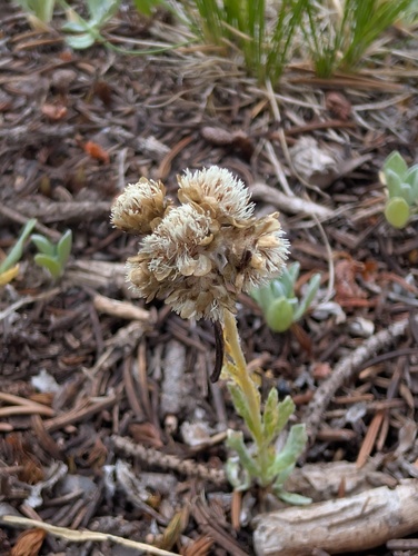 Rocky Mountain pussytoes (Antennaria media)