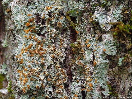Lopadium observed 2026-07-15