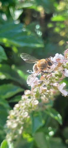 Western Honey Bee
