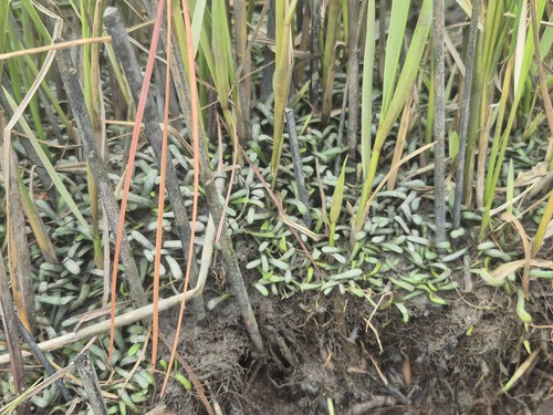 Lilaeopsis chinensis, 2026-07-19