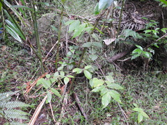 Callicarpa pedunculata