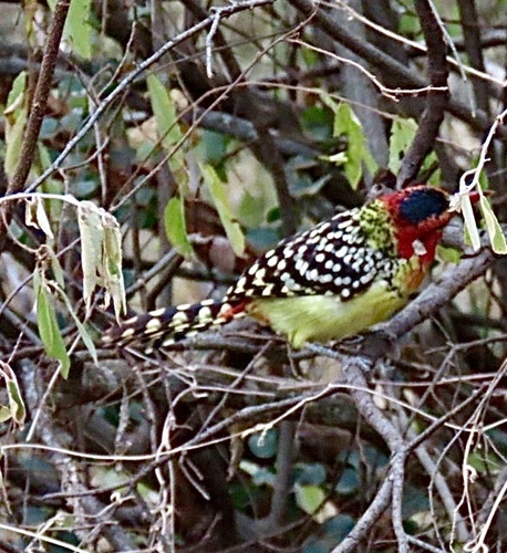 Red-and-yellow Barbet (Trachyphonus erythrocephalus), photo 4