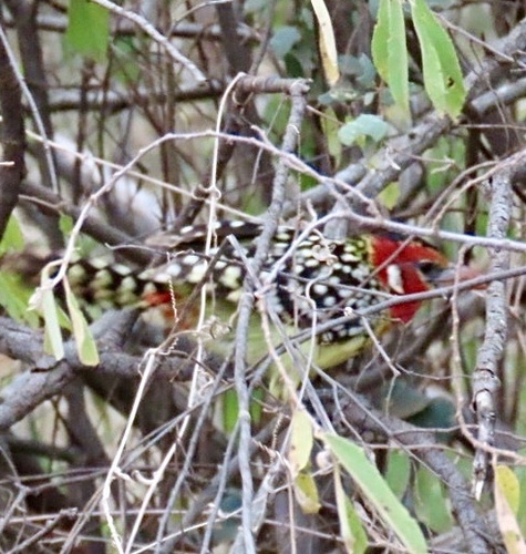 Red-and-yellow Barbet (Trachyphonus erythrocephalus), photo 5