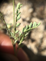Astragalus didymocarpus