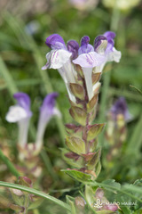 Scutellaria alpina