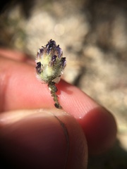 Astragalus didymocarpus