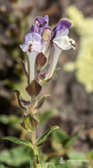Scutellaria alpina