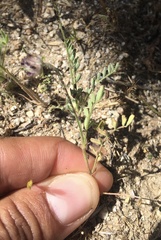 Astragalus didymocarpus