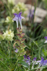 Scutellaria alpina