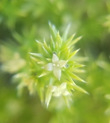 Galium andrewsii