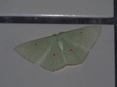 Tanaoctenia haliaria