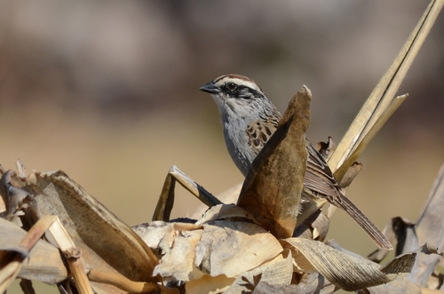 Oriturus superciliosus superciliosus