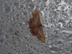 Idaea egenaria