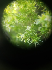 Galium andrewsii
