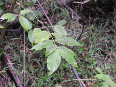 Callicarpa pedunculata