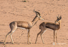 Gazella arabica