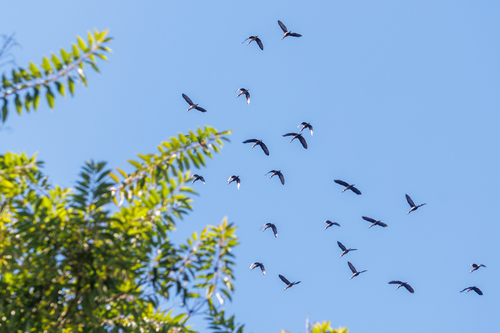 iNaturalist image