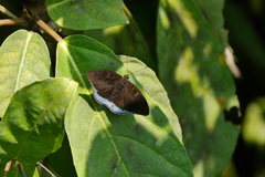 Tanaecia whiteheadi