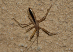 Fitchia aptera