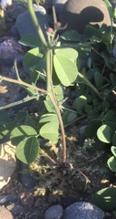 Malacothrix floccifera