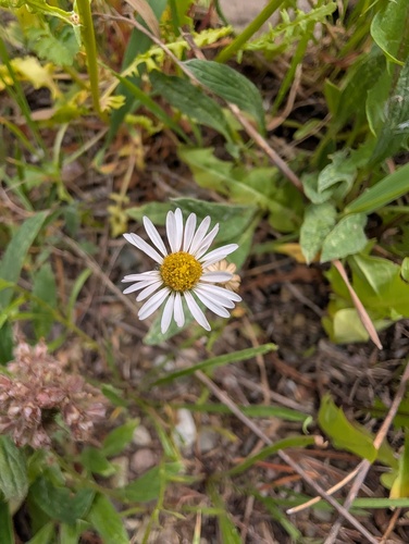 Erigeron eatonii, 2026-07-15