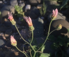 Malacothrix floccifera