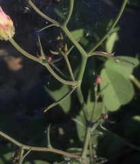 Malacothrix floccifera