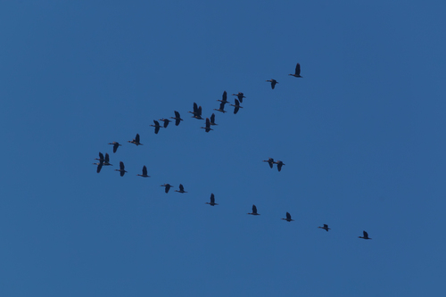 iNaturalist image