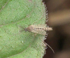 Apelopia