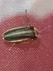 Photuris versicolor