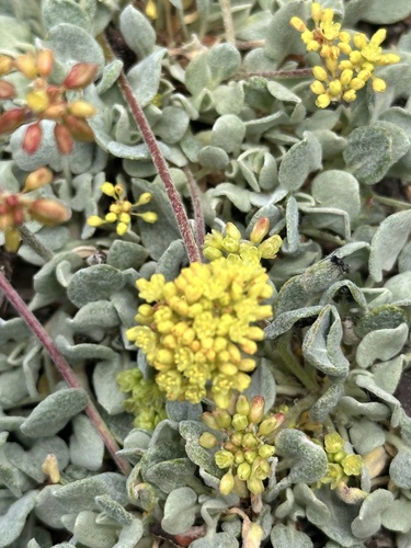 Eriogonum incanum