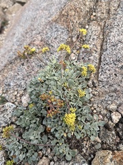 Eriogonum incanum, photograph author not stated, no rights reserved