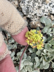 Eriogonum incanum, photograph author not stated, no rights reserved