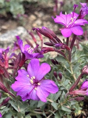 Epilobium obcordatum, photograph author not stated, no rights reserved