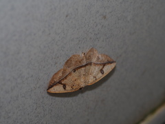 Entomopteryx rubridisca