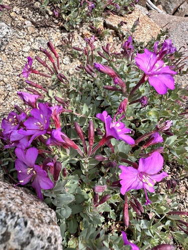 Epilobium obcordatum, photograph 6