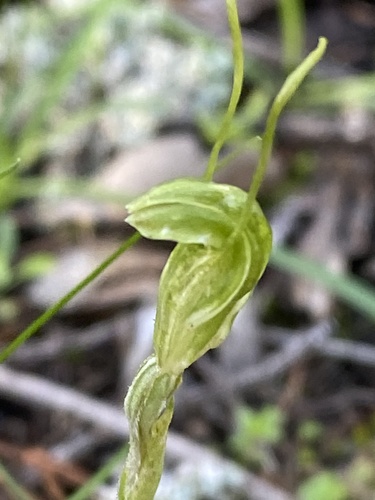 dwarf greenhood